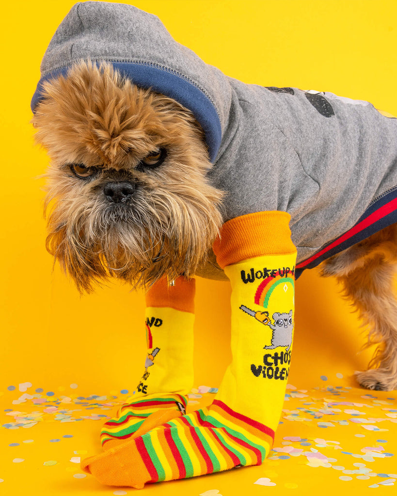 Small fluffy dog in a grey hoodie that looks annoyed wearing the Katie Abey hamster socks. The design shows “Woke Up and Chose Violence” with rainbow stripes. A playful image showing off the fun chaos of the socks.